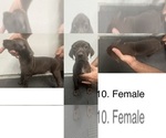 Puppy 5 German Shorthaired Pointer