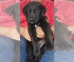 Small #1 Golden Shepherd