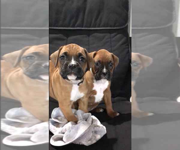 Medium Photo #3 Boxer Puppy For Sale in APPLE CREEK, OH, USA
