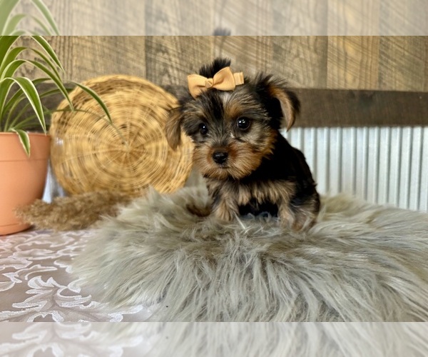 Medium Photo #3 Yorkshire Terrier Puppy For Sale in NAPPANEE, IN, USA