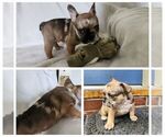 Small Photo #4 French Bulldog Puppy For Sale in EPHRATA, PA, USA