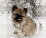 Small Photo #53 Keeshond Puppy For Sale in FAYETTEVILLE, TN, USA