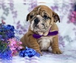 Small Photo #3 English Bulldog Puppy For Sale in HONEY BROOK, PA, USA