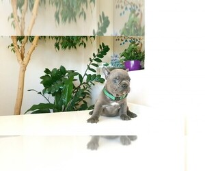 French Bulldog Puppy for sale in DECATUR, IL, USA