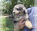 Small #9 Aussiedoodle