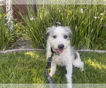 Small Border Terrier Mix