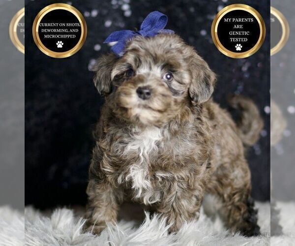 Medium Photo #78 Morkie Puppy For Sale in WARSAW, IN, USA