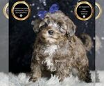 Small #1 Morkie
