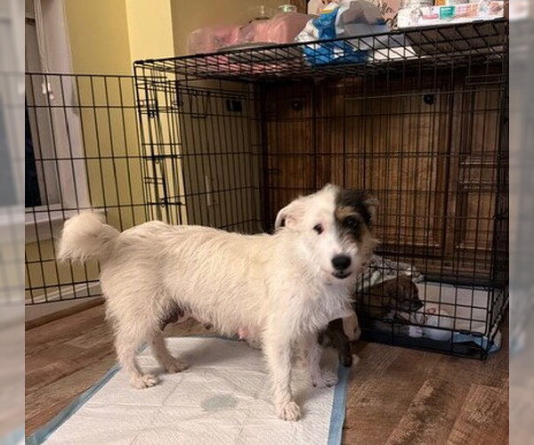 Medium Photo #4 Mutt Puppy For Sale in Missouri City, TX, USA