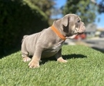 Small Photo #2 English Bulldog Puppy For Sale in SAINT LOUIS, MO, USA