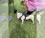 Small #1 Bull Terrier Mix