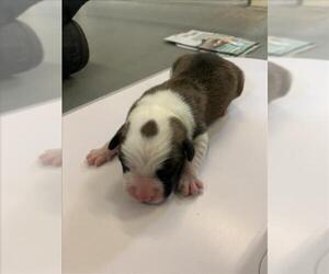 American Pit Bull Terrier-Unknown Mix Dogs for adoption in Corpus Christi, TX, USA