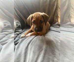 Rhodesian Ridgeback Puppy for sale in CARTHAGE, NY, USA