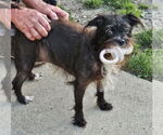 Small #3 Mutt