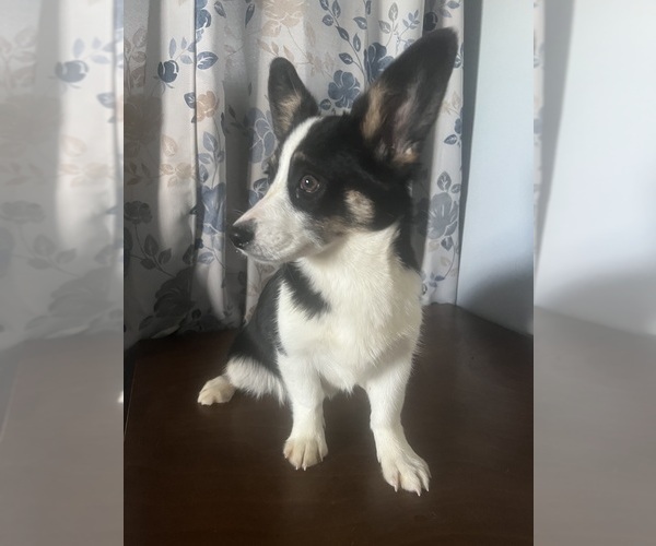 Medium Photo #60 Aussie-Corgi Puppy For Sale in DURHAM, CT, USA