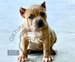 Puppy Yellow Collar American Bully