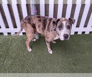 Catahoula Leopard Dog-Unknown Mix Dogs for adoption in Modesto, CA, USA