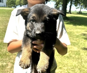 German Shepherd Dog Puppy for sale in WILMINGTON, IL, USA