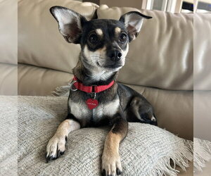 Fresca - Female Miniature Pinscher-Unknown Mix Dog for Adoption - Photo #3