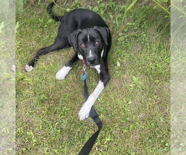 Medium Photo #9 Mutt Puppy For Sale in Elmsford, NY, USA