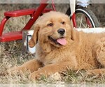 Small Photo #1 Golden Retriever Puppy For Sale in JONES, MI, USA