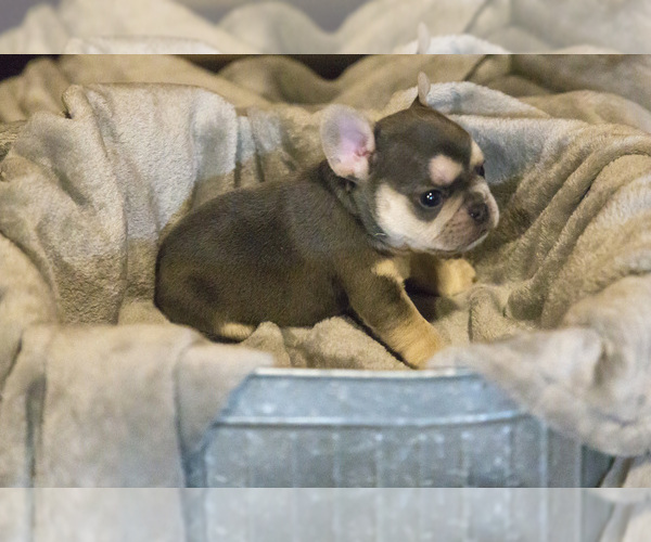 Medium Photo #4 French Bulldog Puppy For Sale in WEST PLAINS, MO, USA