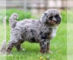 Small #5 Bernedoodle (Miniature)