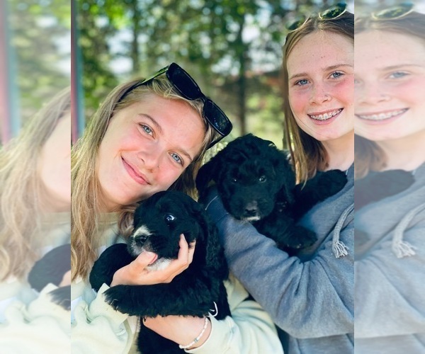 Medium Photo #8 Bernedoodle-Golden Retriever Mix Puppy For Sale in BEULAH, MI, USA