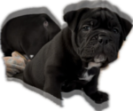 Puppy Puppy 4 English Bulldog