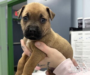 Labrador Retriever-Unknown Mix Dogs for adoption in Washington, DC, USA