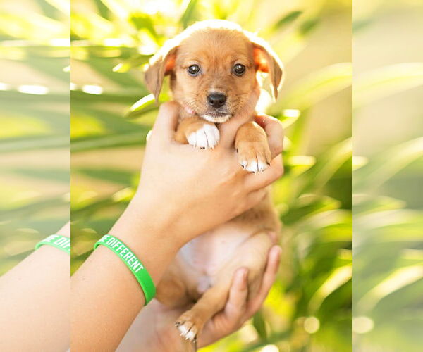 Medium Photo #3 Dachshund Puppy For Sale in Corona, CA, USA