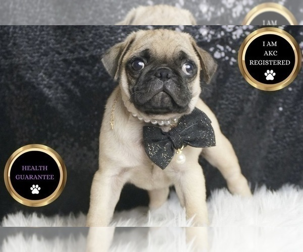Medium Photo #7 Pug Puppy For Sale in WARSAW, IN, USA