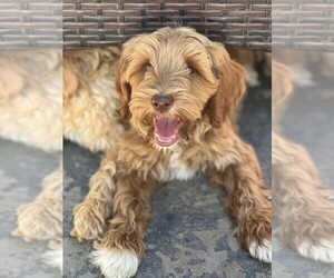 Double Doodle Puppy for sale in WHITE CITY, OR, USA