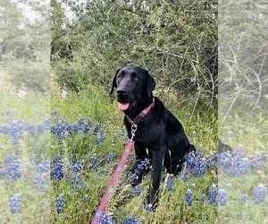 Father of the Labrador Retriever puppies born on 11/27/2023