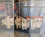 Small Photo #2 Golden Retriever Puppy For Sale in SELMA, CA, USA