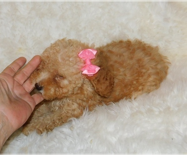 Medium Photo #5 Poodle (Toy) Puppy For Sale in WARRENSBURG, MO, USA