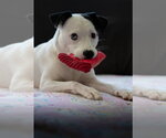 Small Photo #8 Mutt Puppy For Sale in Princeton, MN, USA