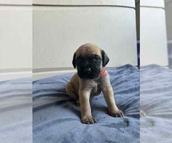 Medium Photo #2 Mastiff Puppy For Sale in ONEIDA, TN, USA