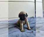 Small #1 Mastiff