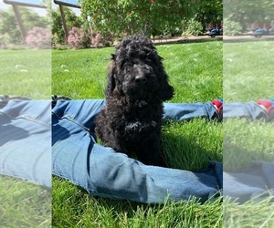 Pyredoodle Puppy for sale in PRESCOTT, WA, USA