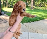 Puppy Puppy 5 Golden Mountain Doodle 
