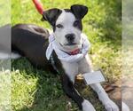 Small #33 Boxer Mix