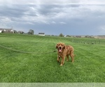 Small Photo #1 Golden Retriever Puppy For Sale in RITTMAN, OH, USA