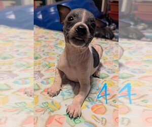 American Hairless Terrier Puppy for sale in PHOENIX, AZ, USA