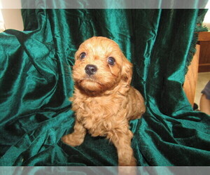 Cavapoo Puppy for sale in CHICAGO, IL, USA