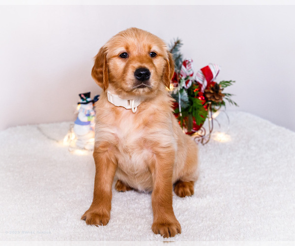 Medium Photo #13 Golden Retriever Puppy For Sale in WAKARUSA, IN, USA