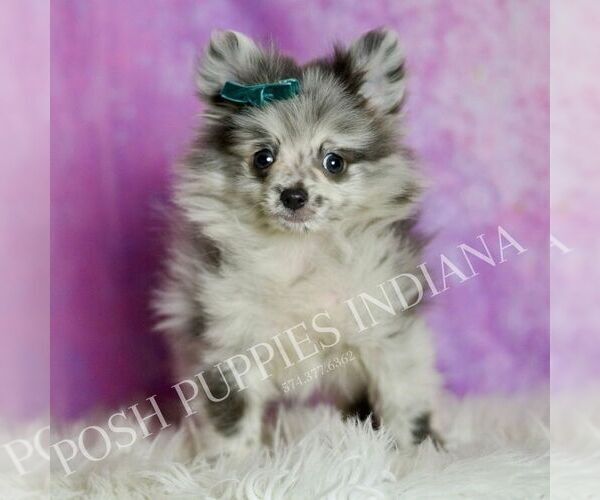 Medium Photo #1 Pomeranian Puppy For Sale in WARSAW, IN, USA