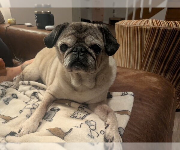 Medium Photo #1 Pug Puppy For Sale in Indianapolis, IN, USA