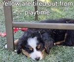 Small Photo #3 Bernese Mountain Dog Puppy For Sale in SALMON, ID, USA