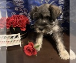 Small #5 Schnauzer (Miniature)